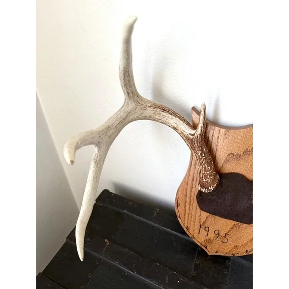 8 Point Whitetail Deer Antler Rack on Oak Plaque Rustic Michigan Mount 20" Wide - Picture 16 of 16